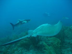 Nicaragua - Little Cod Island