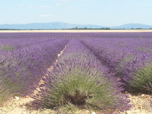 France - Lavanda plantation