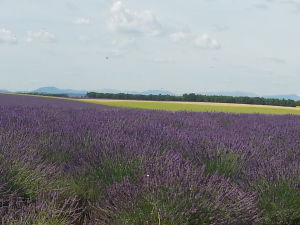 France - Lavanda plantation