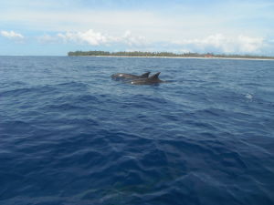 Polynesia - Rangiroa