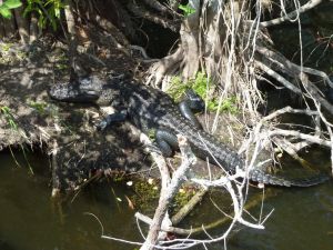 USA - FLorida - Everglade National Park