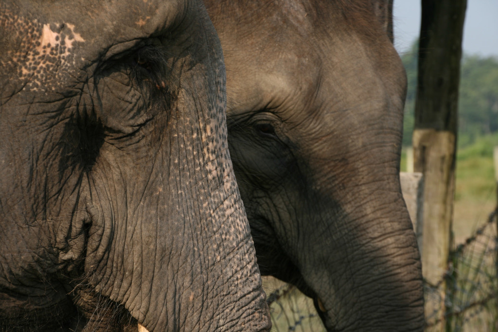 Chitwan National Park