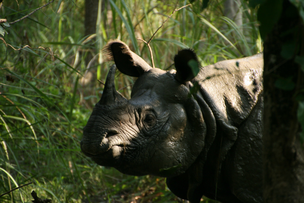 Chitwan National Park