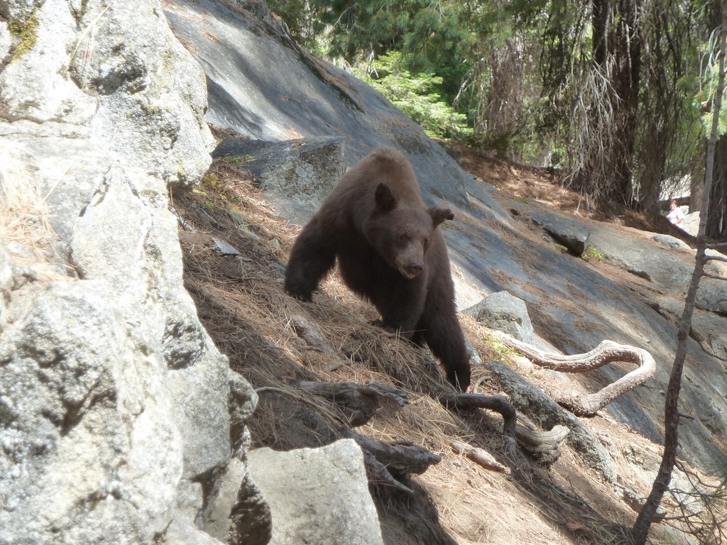 California - Sequoia National Park