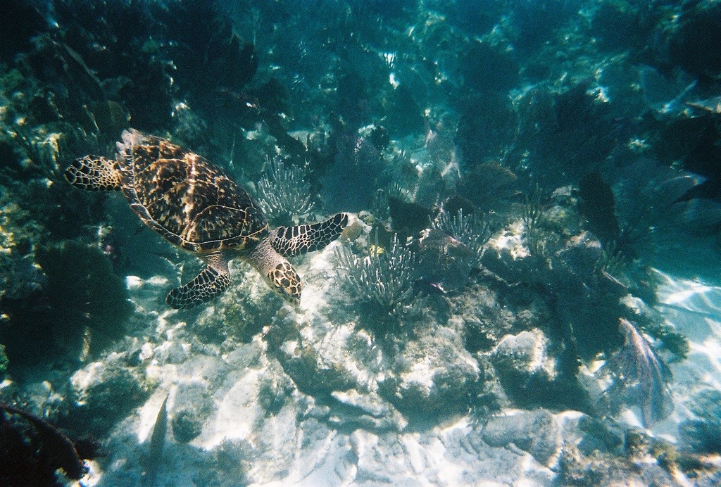 John Pennekamp Coral Reef State Park