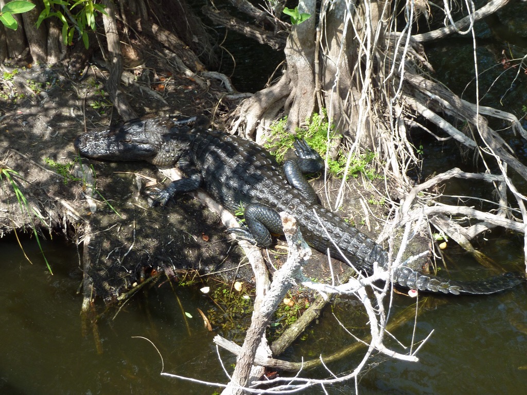 Everglade National Park