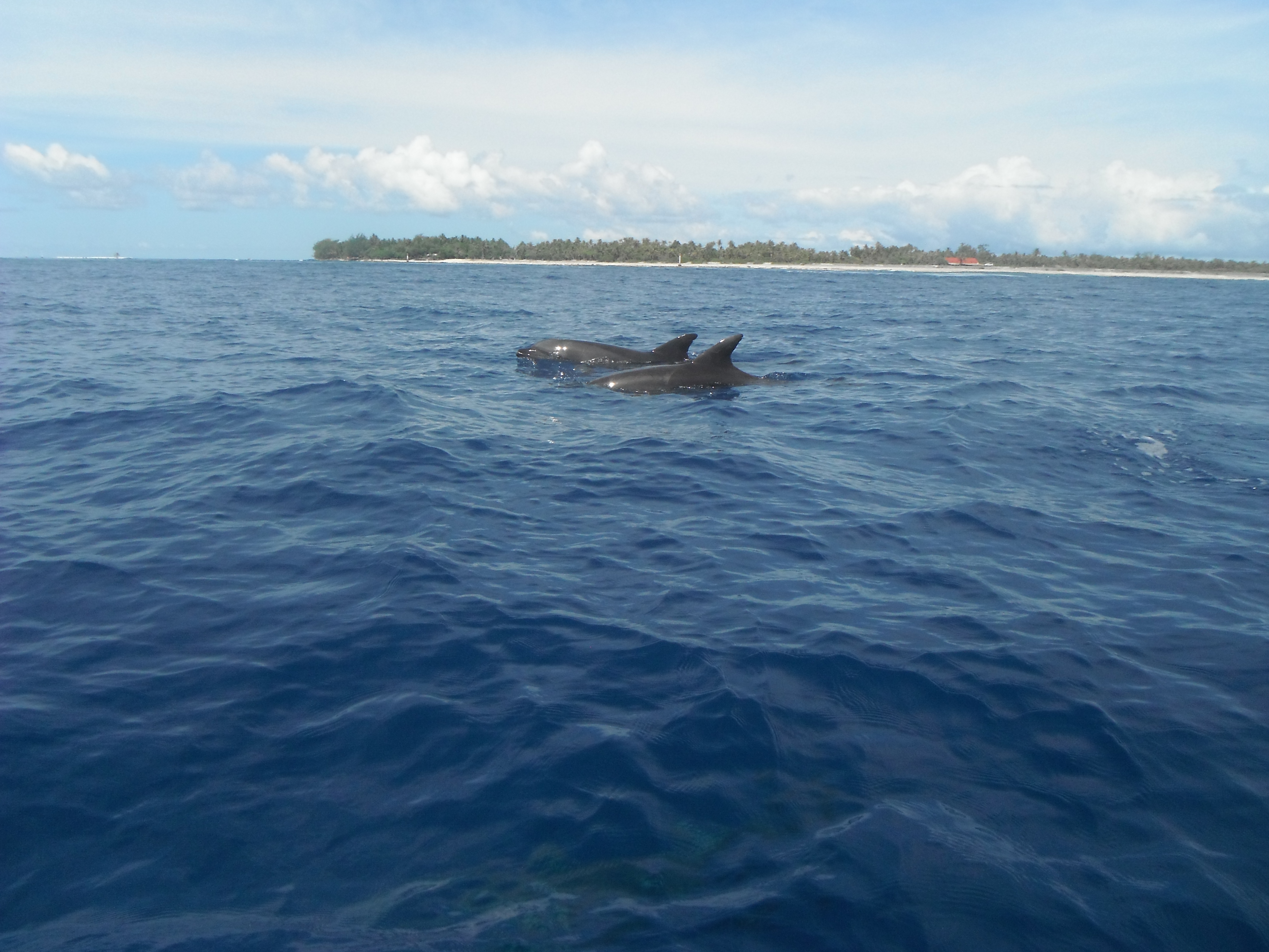 Polynesia - Rangiroa