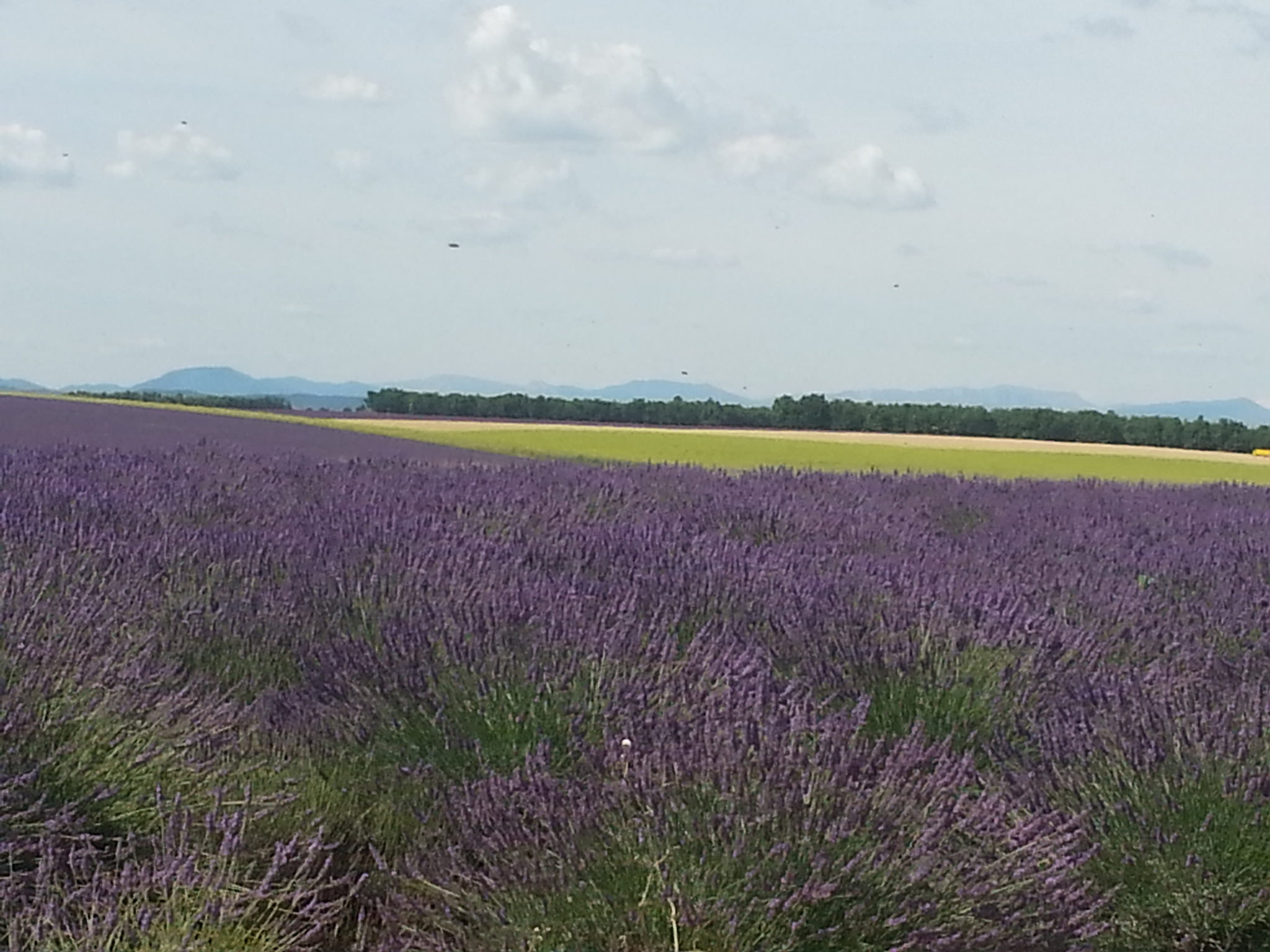 France - Lavanda plantation