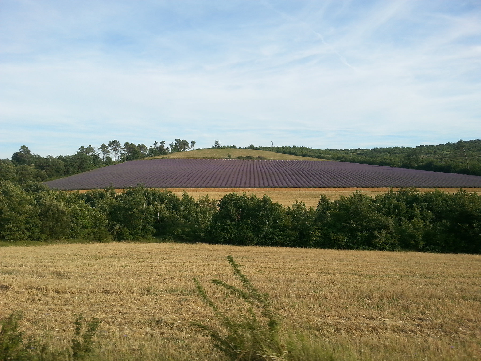 France - Lavanda