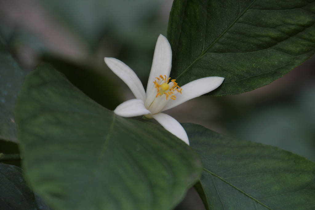 Lemon Flower - Limonaia del Castèl - Italy